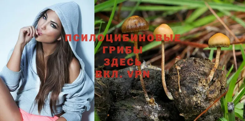 Псилоцибиновые грибы Psilocybe  закладка  ссылка на мегу ссылки  Новосиль 